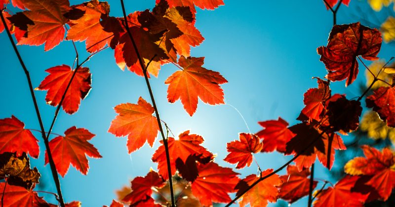 Trekking e Foliage Campigna